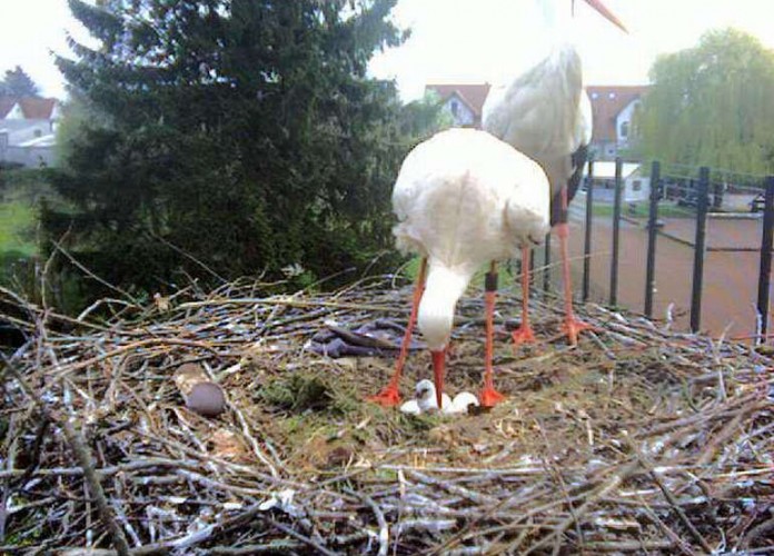 Foto ist von der Nestkamera "Sportplatz" in Bornheim.